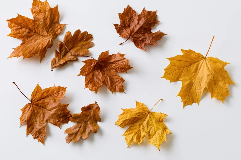Dry maple and oak leaves scattered on white surface in autumn flat lay arrangement