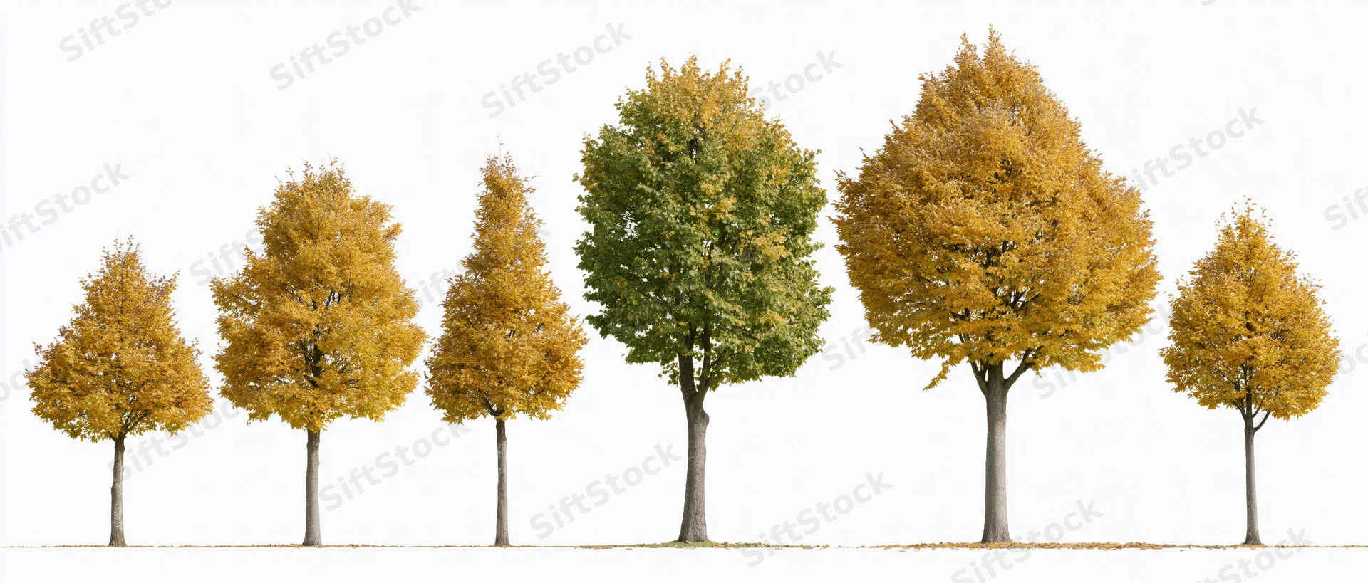 Seven deciduous trees in a row showing autumn foliage variation on white background