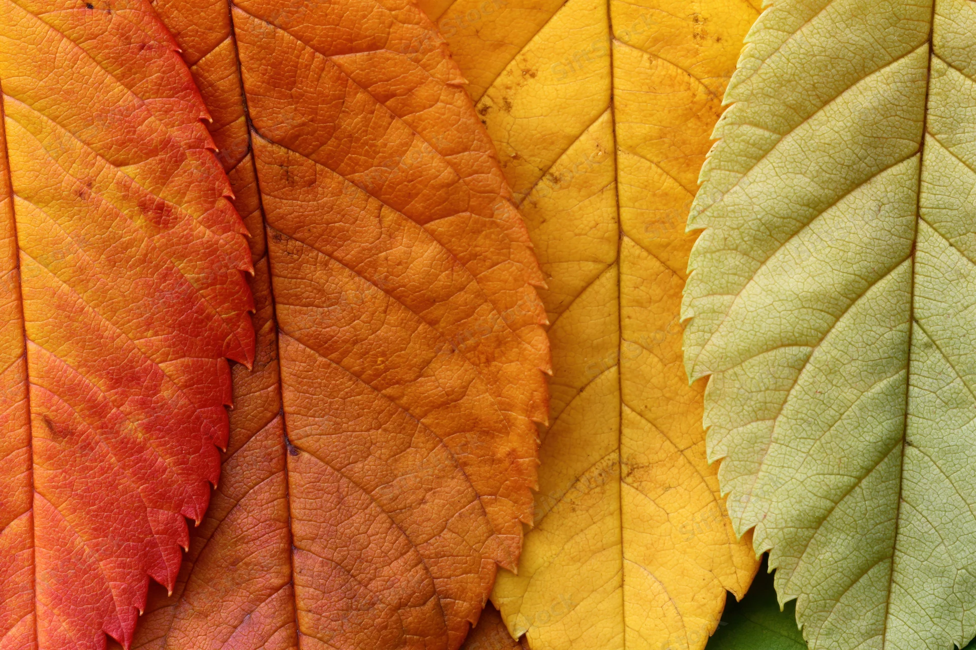 Autumn leaves arranged in overlapping fan formation showing color gradient from red to green