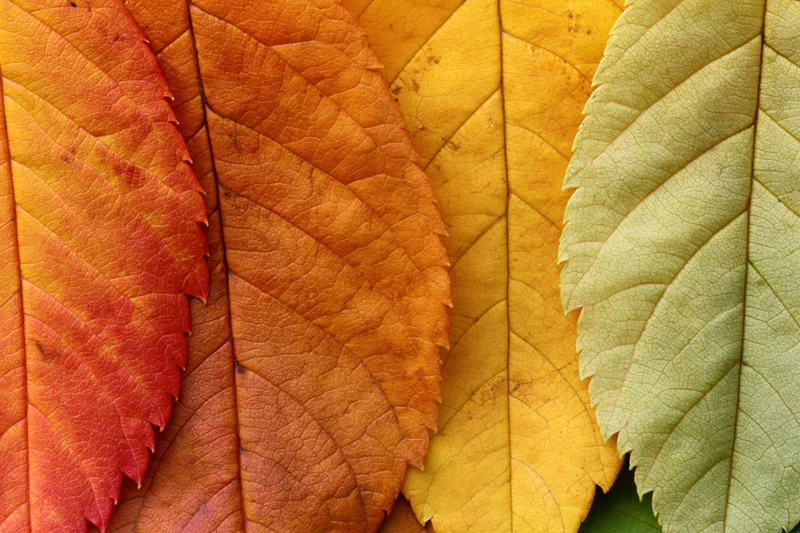 Autumn leaves arranged in overlapping fan formation showing color gradient from red to green