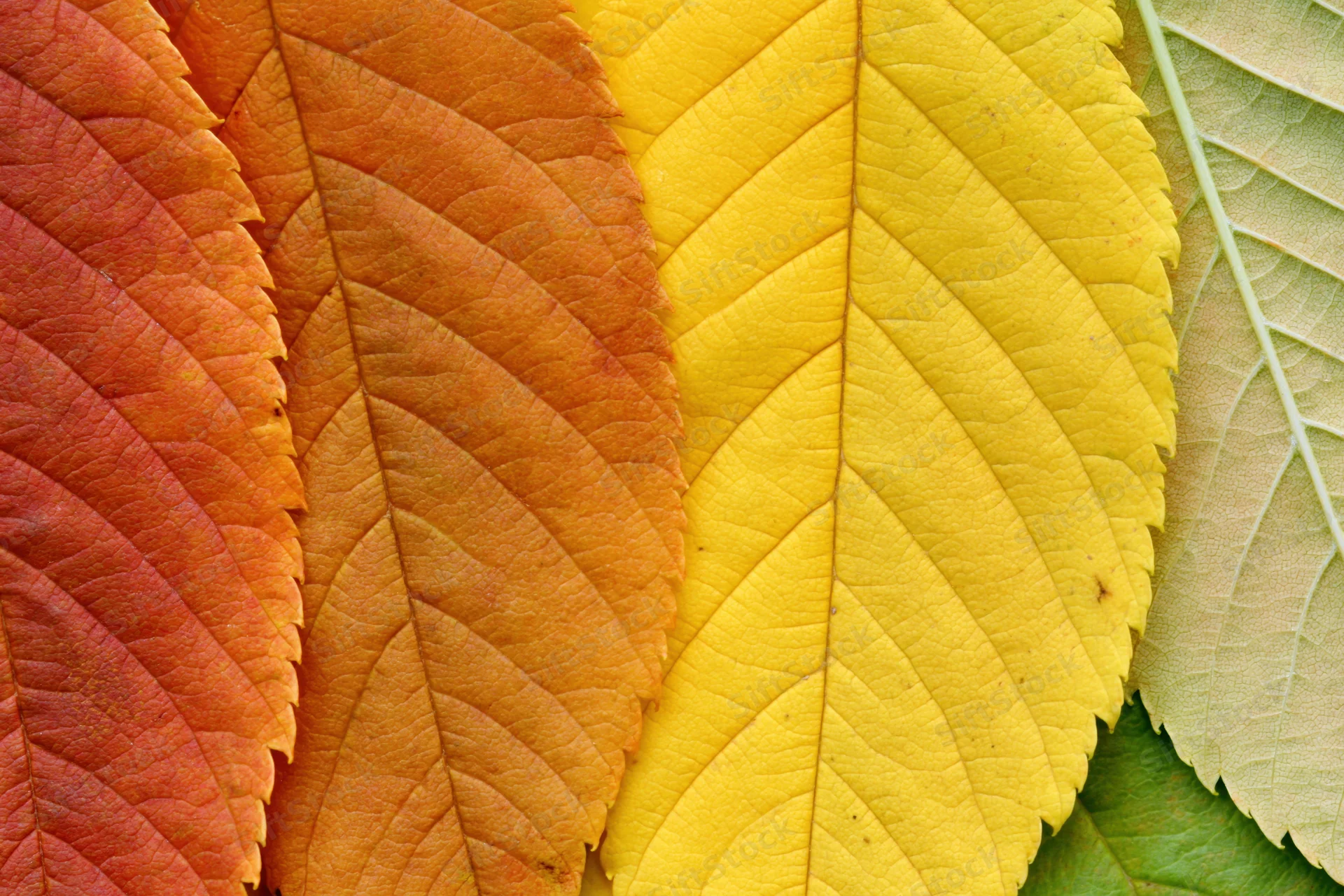 Autumn leaves arranged in overlapping fan formation showing vibrant fall colors and detailed textures
