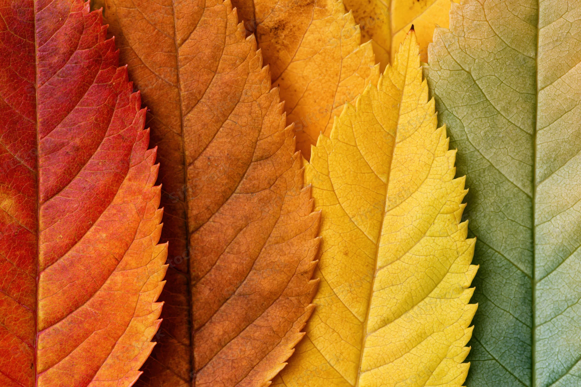 Autumn leaves arranged in overlapping fan formation showing color gradient from red to green