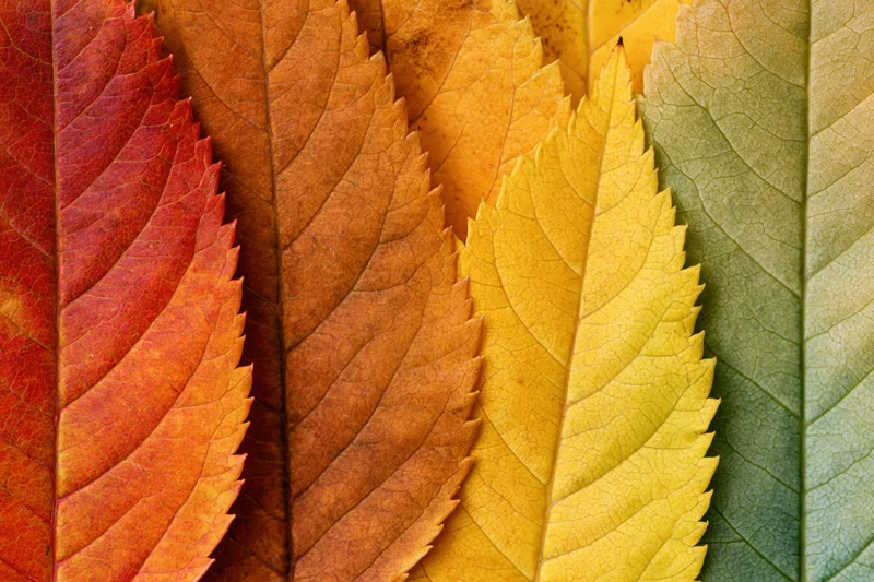 Autumn leaves arranged in overlapping fan formation showing color gradient from red to green