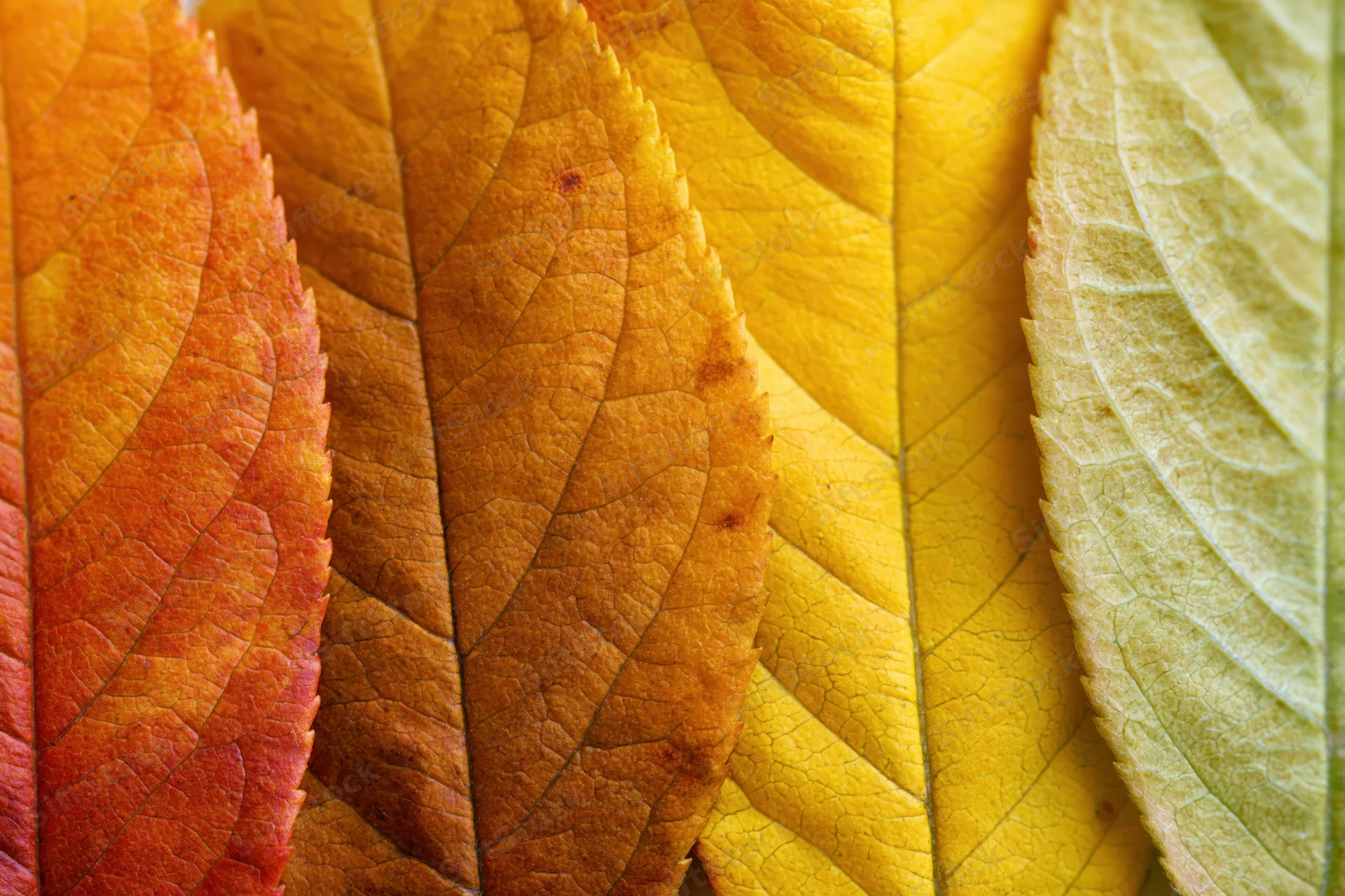 Autumn leaves arranged in overlapping fan formation showing vibrant fall colors and detailed textures