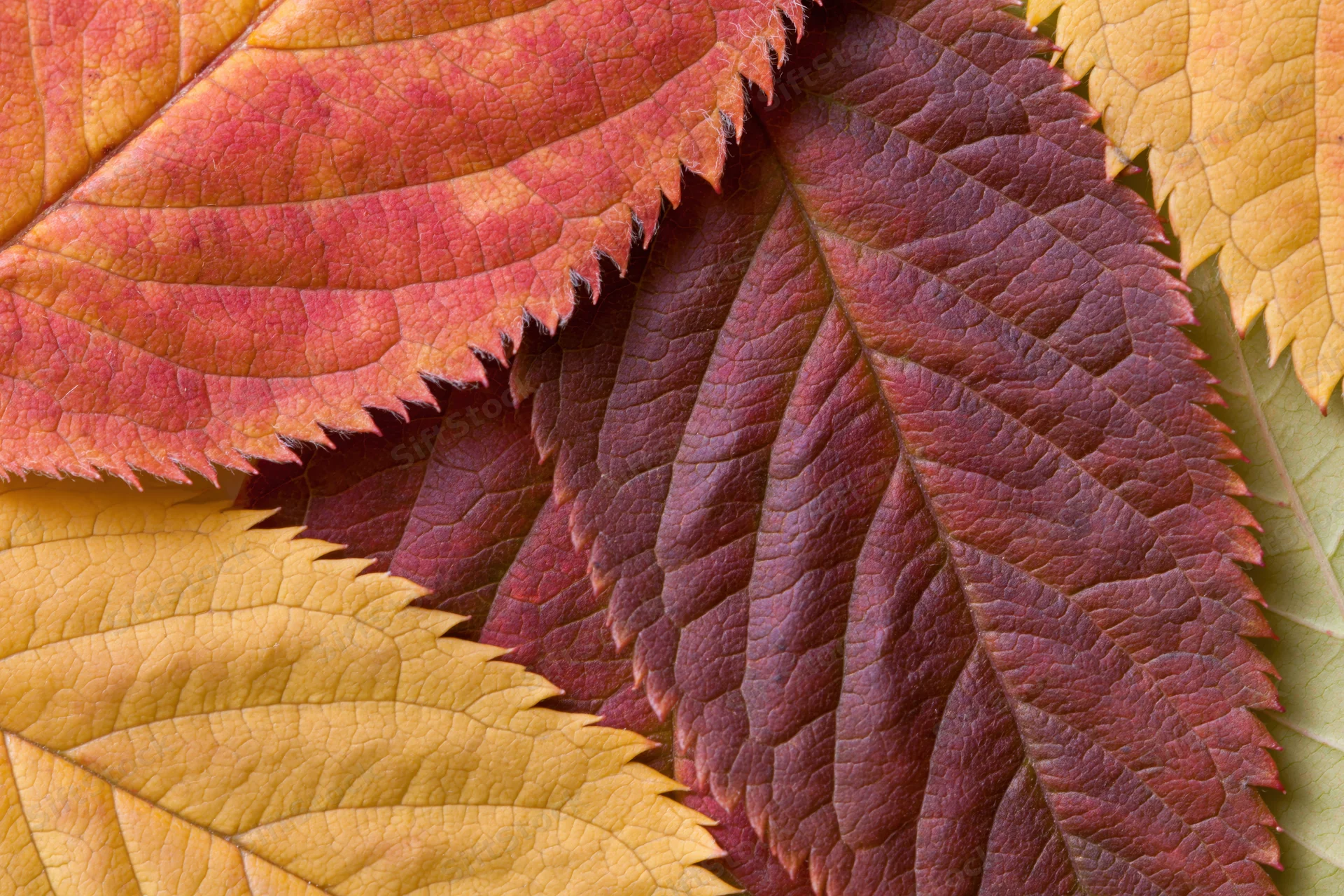 Overlapping autumn leaves in red, orange and yellow hues filling the frame