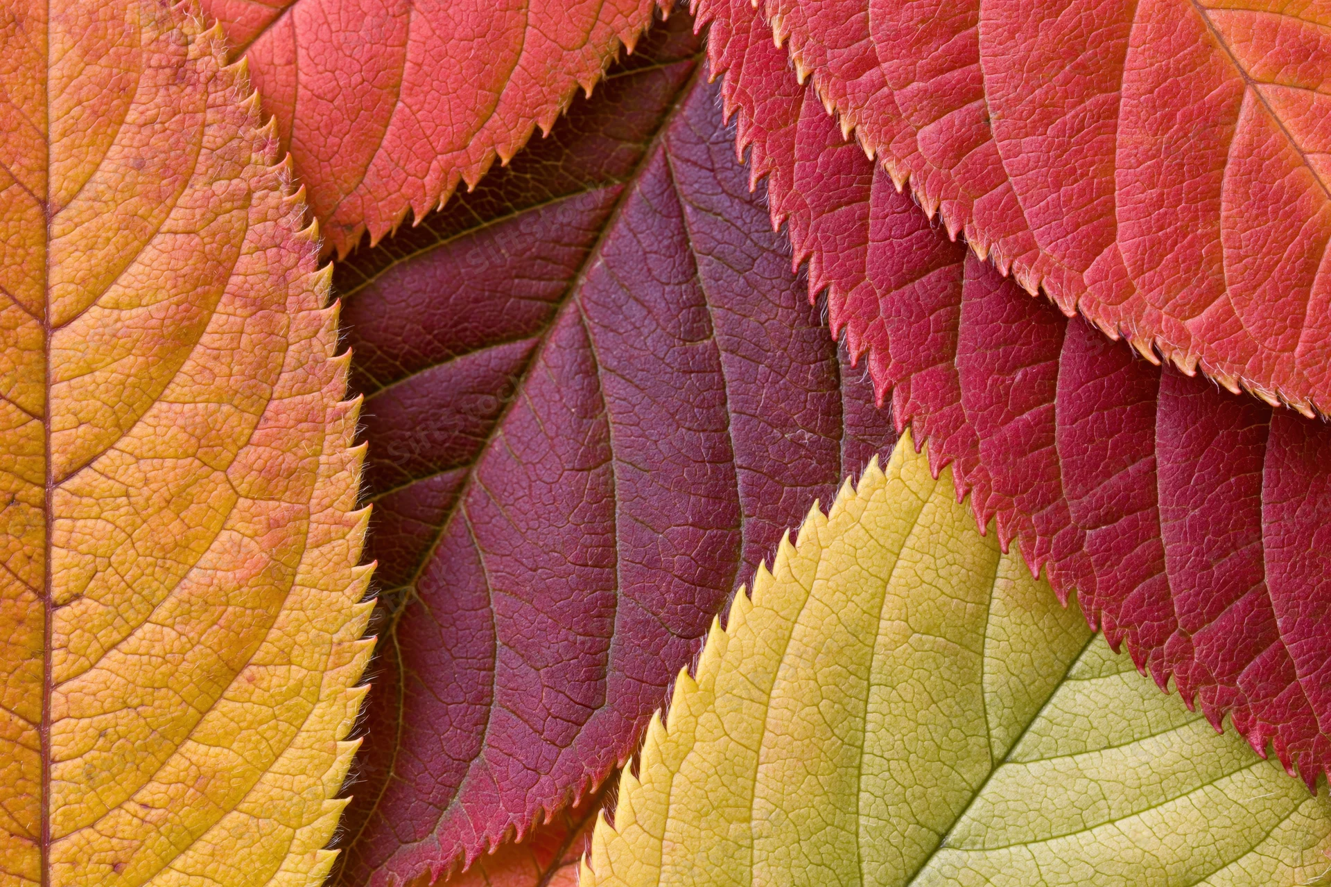 Overlapping autumn leaves in vibrant colors arranged flatly filling the frame