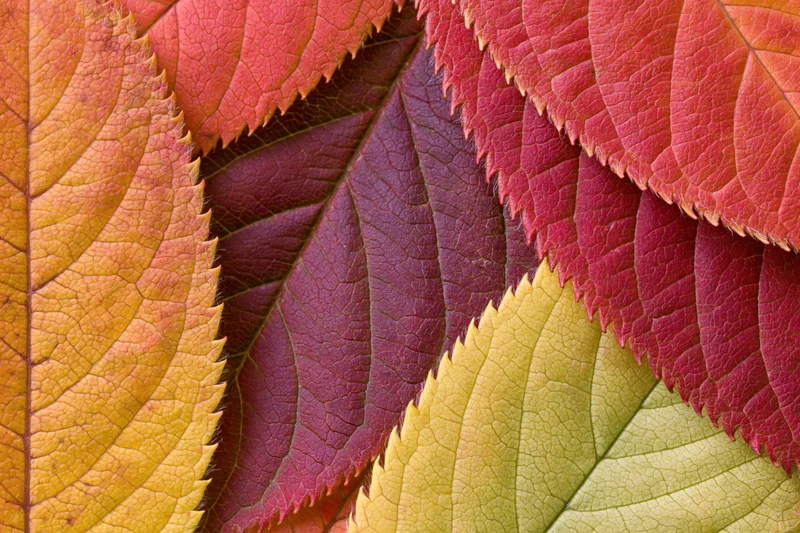 Overlapping autumn leaves in vibrant colors arranged flatly filling the frame