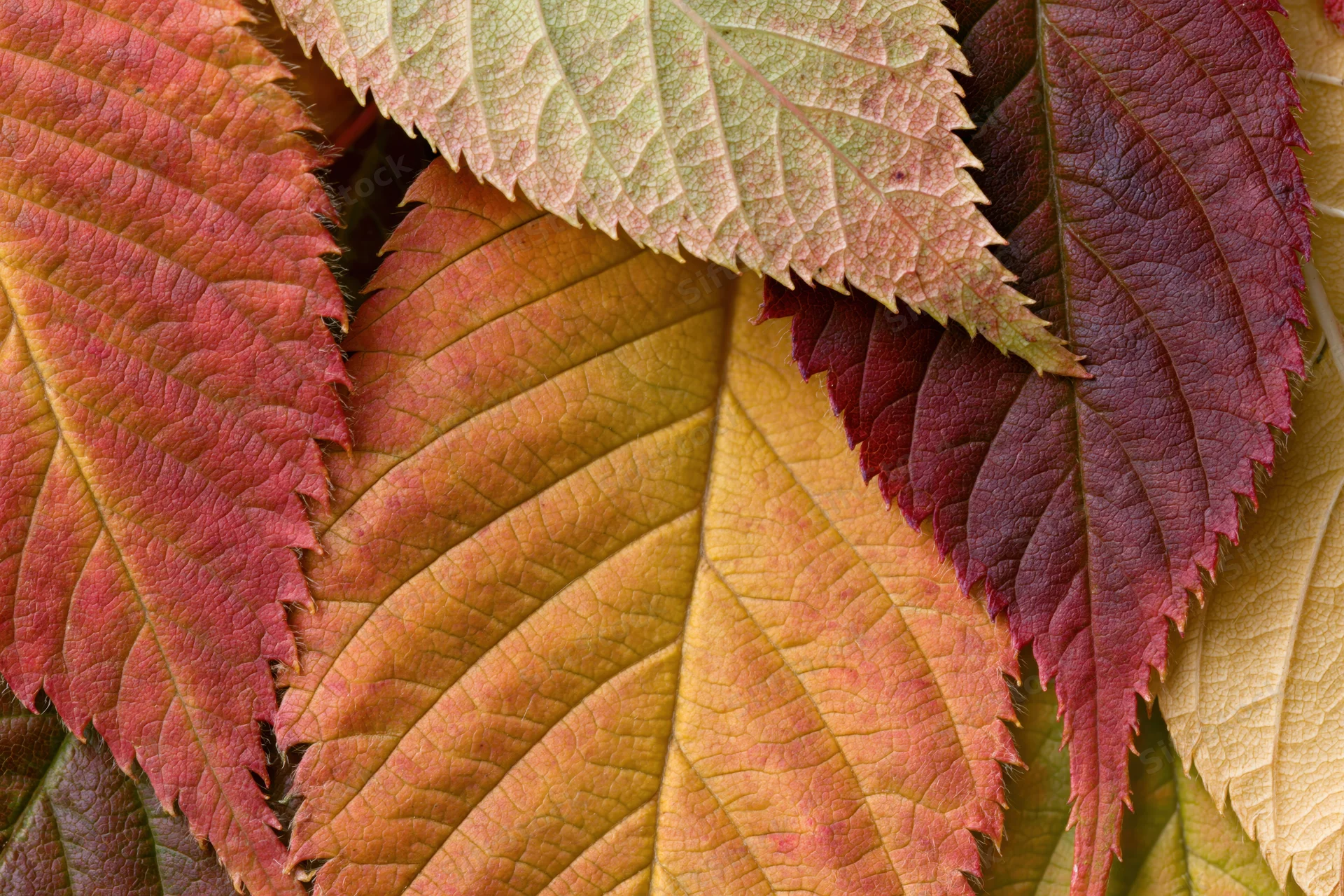 Overlapping autumn leaves in vibrant red, orange, and yellow hues filling the frame
