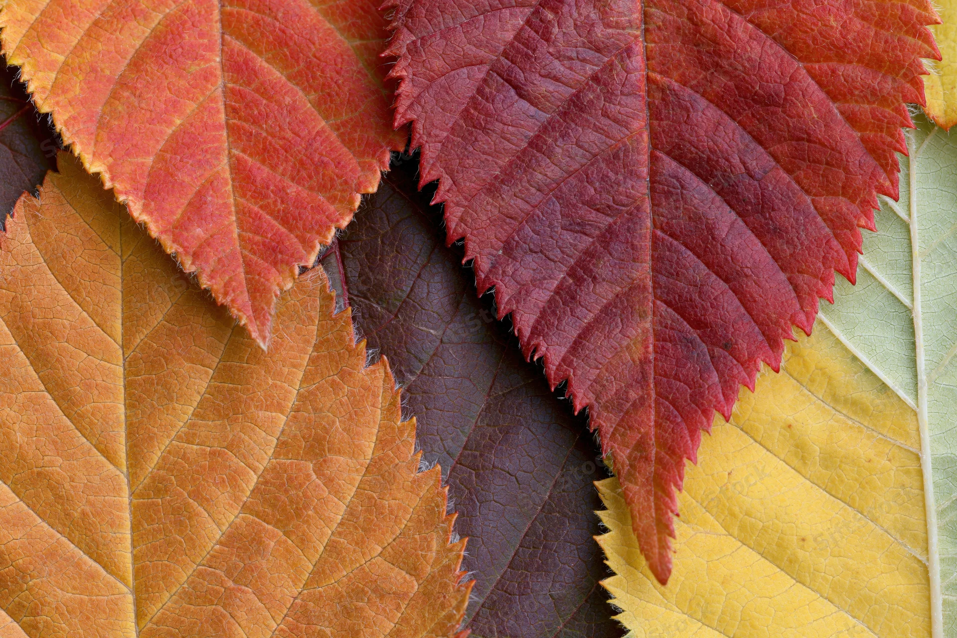 Overlapping autumn leaves in red orange yellow and brown hues filling the frame