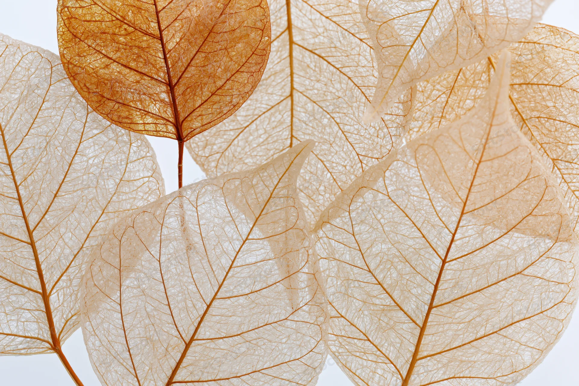 Translucent skeleton leaves arranged flat and overlapping on white background