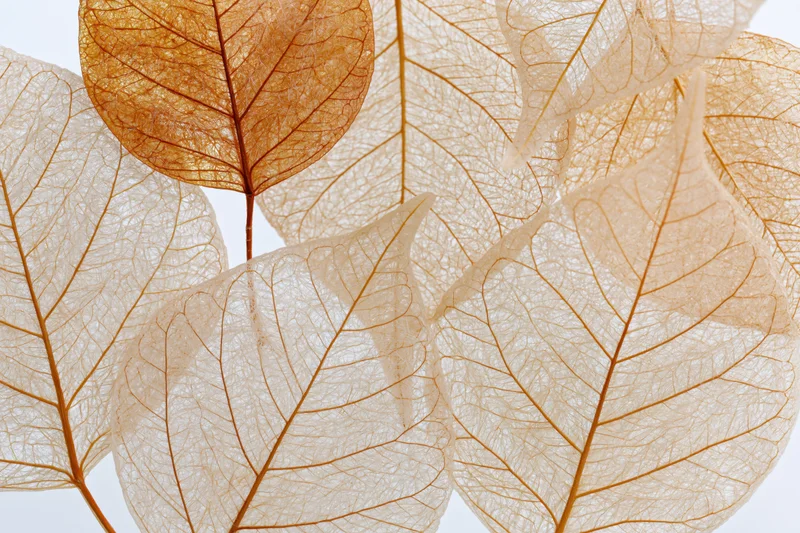 Translucent skeleton leaves arranged flat and overlapping on white background