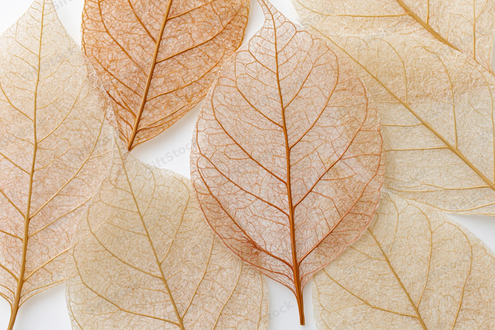 Translucent skeleton leaves arranged flat and overlapping on white background