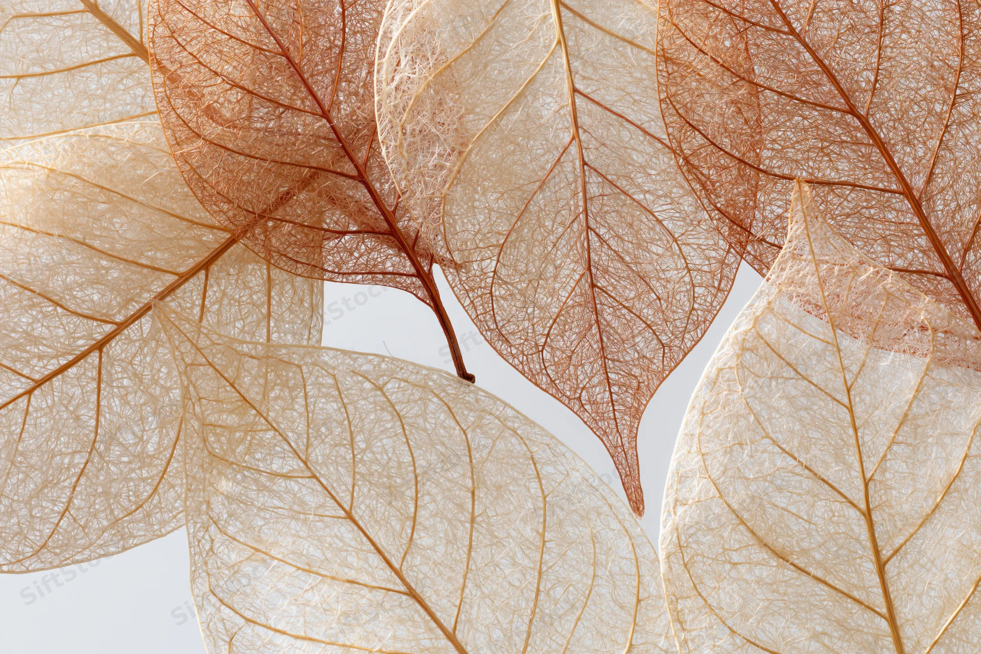 Translucent skeleton leaves overlapping on a light background