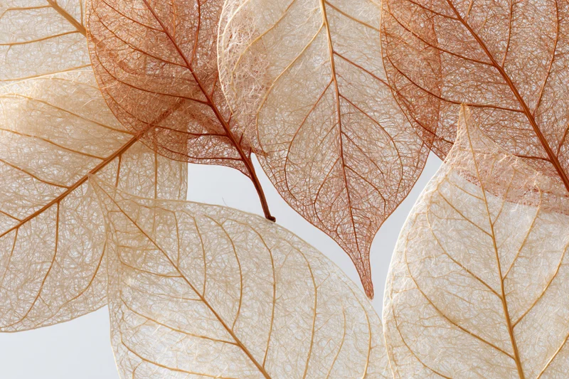 Translucent skeleton leaves overlapping on a light background