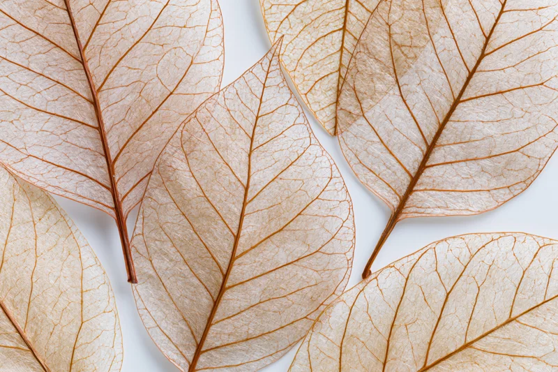 Translucent skeleton leaves arranged flat on white surface