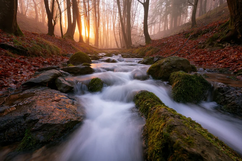 Stream flowing over moss-covered rocks in a foggy forest at sunrise