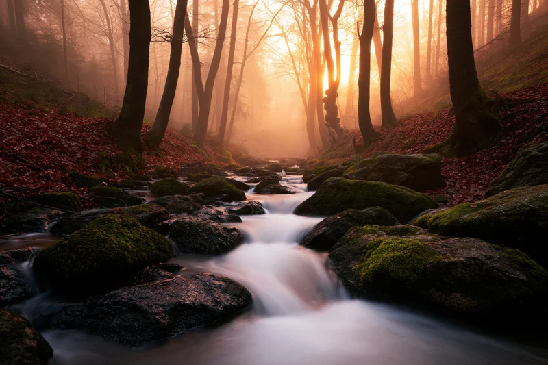 Stream flowing over moss-covered rocks in a foggy forest at sunrise