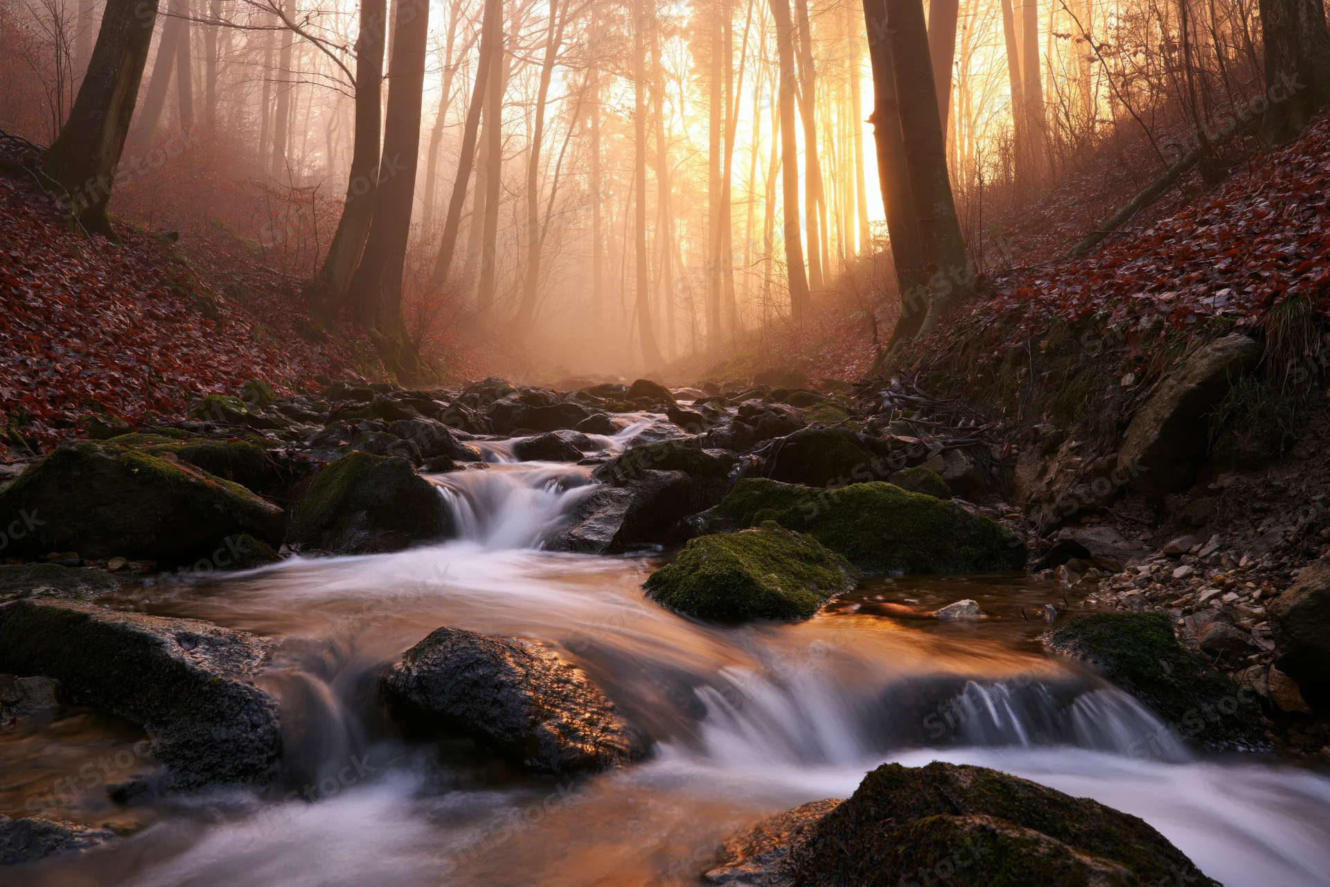 Shallow forest stream flowing over moss-covered rocks in autumn sunlight