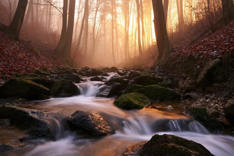Shallow forest stream flowing over moss-covered rocks in autumn sunlight