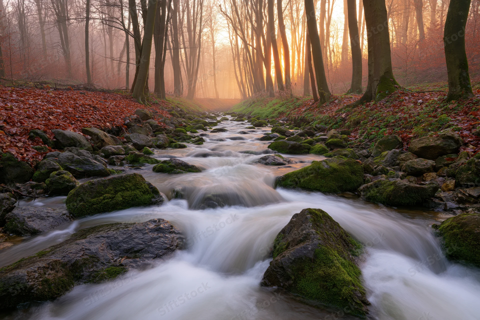 Shallow forest stream flowing over moss-covered rocks at sunrise in autumn woodland