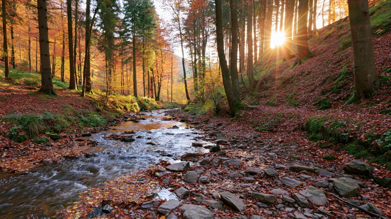 Shallow rocky stream flowing through autumn forest on hillside with sunlight filtering through trees