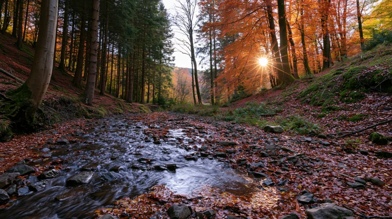 Shallow rocky stream flowing through autumn forest on hillside with sunlight filtering through trees