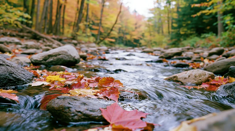Shallow rocky stream flowing through forest with floating maple leaves in autumn