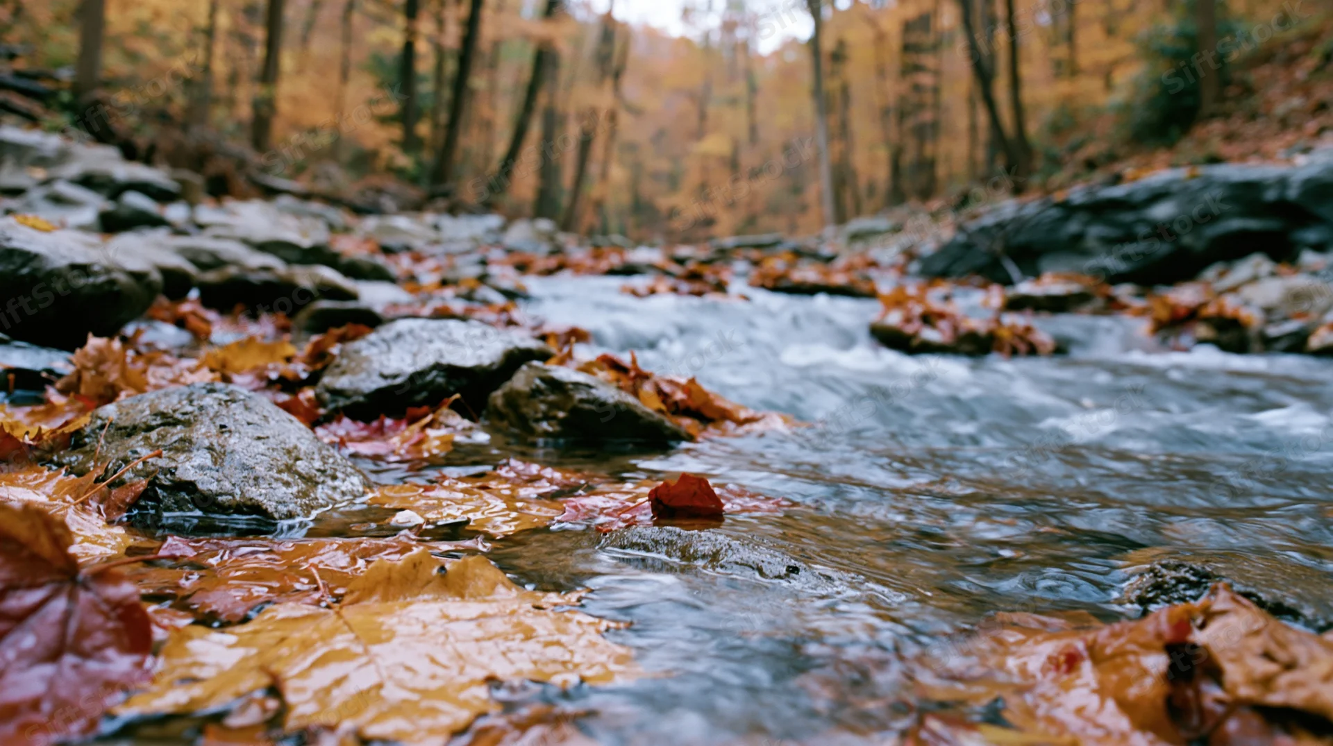 Shallow rocky stream flowing through forest with fallen maple leaves floating on water surface