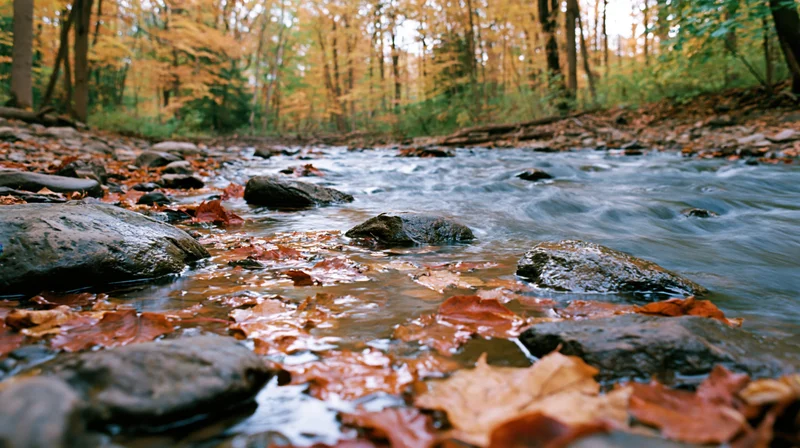 Shallow rocky stream flowing through forest with floating maple leaves in autumn