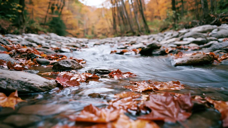 Shallow rocky forest stream with floating maple leaves in autumn