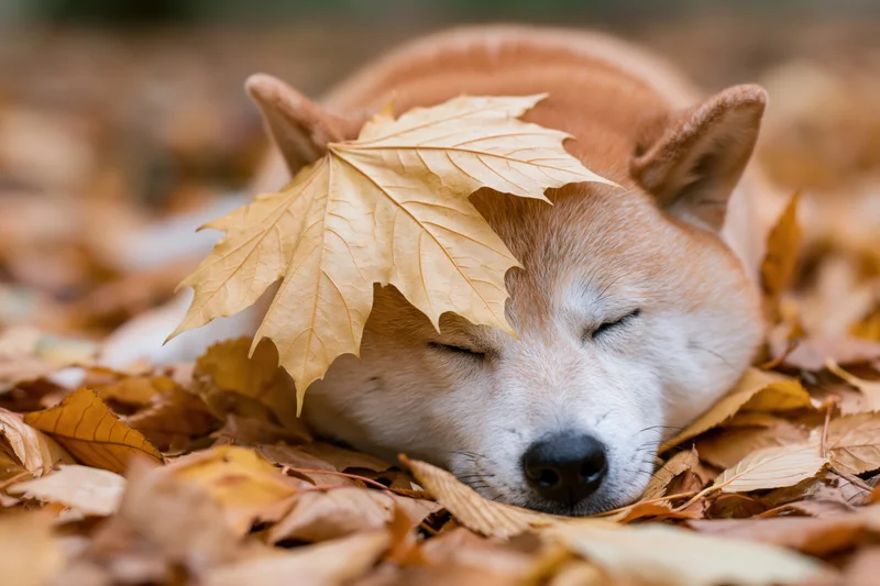 Shiba inu dog sleeping with eyes closed in a pile of fallen autumn leaves