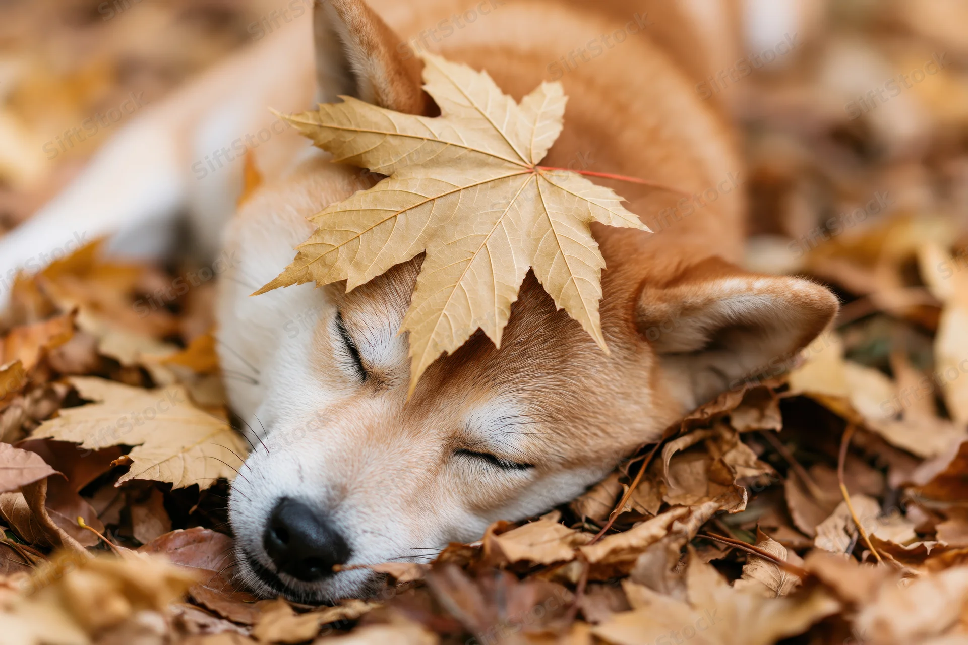 Shiba inu dog sleeping with eyes closed in a pile of fallen autumn leaves