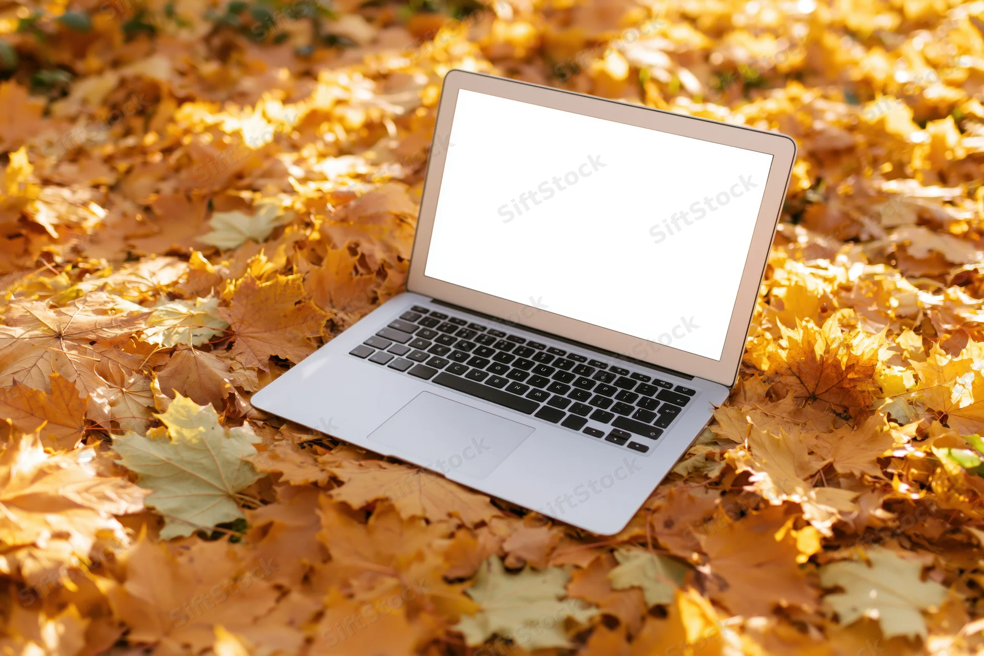Silver laptop with blank screen open on a bed of golden autumn leaves outdoors