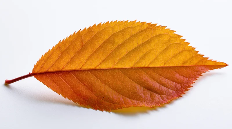 Autumn cherry leaf with serrated edges and visible veins on white background