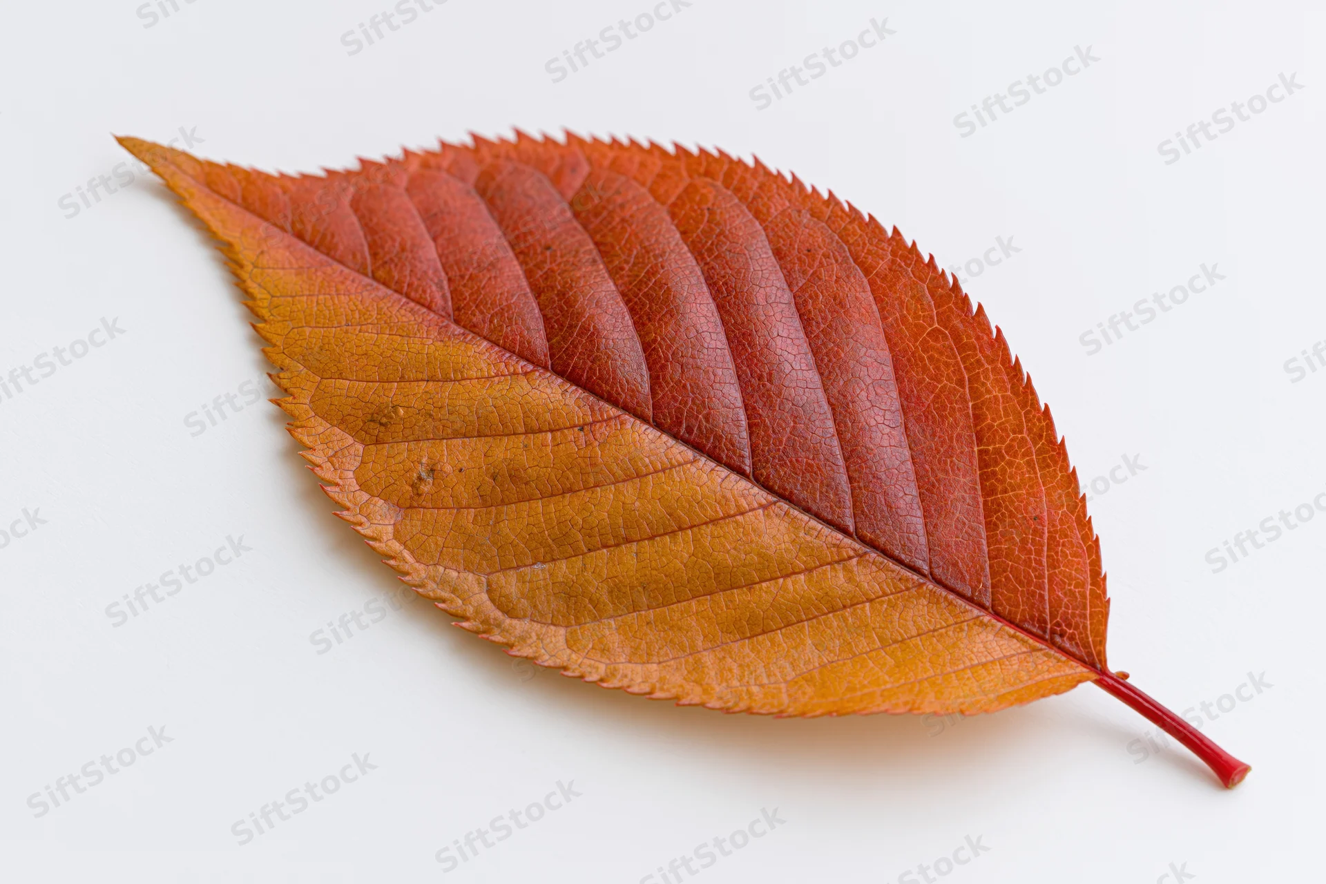 Autumn cherry leaf lying flat on white background