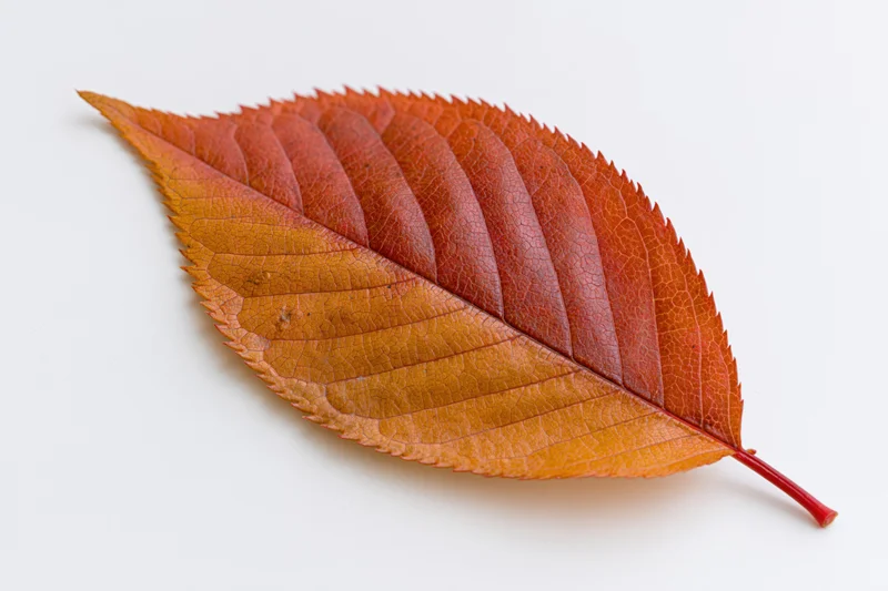 Autumn cherry leaf lying flat on white background