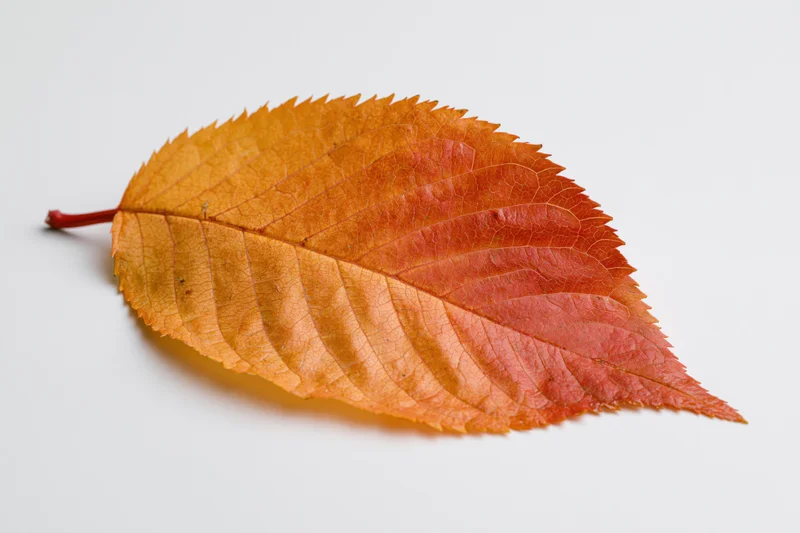Autumn cherry tree leaf lying flat on white background