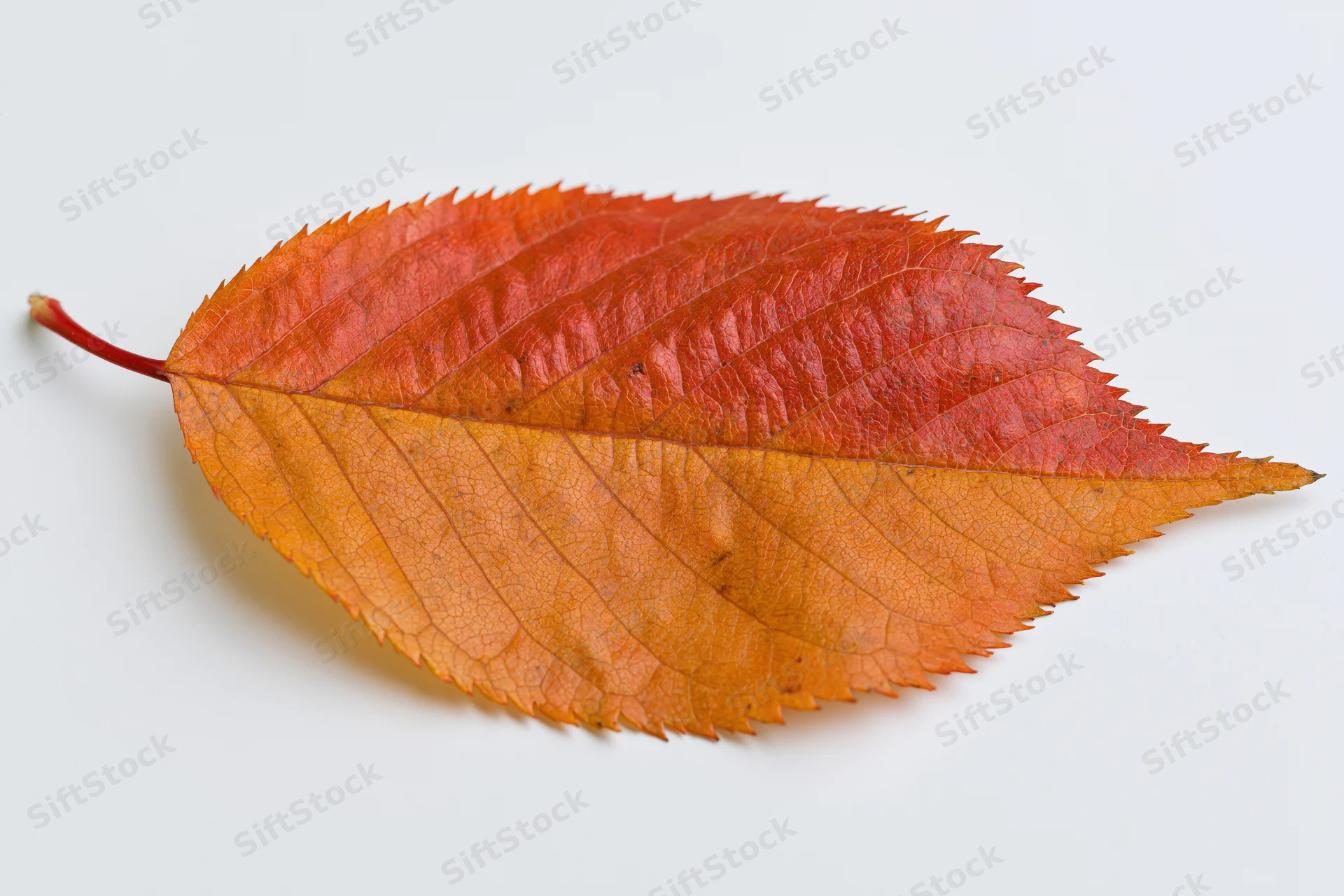 Autumn cherry leaf lying flat on white background