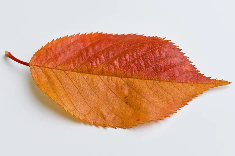 Autumn cherry leaf lying flat on white background