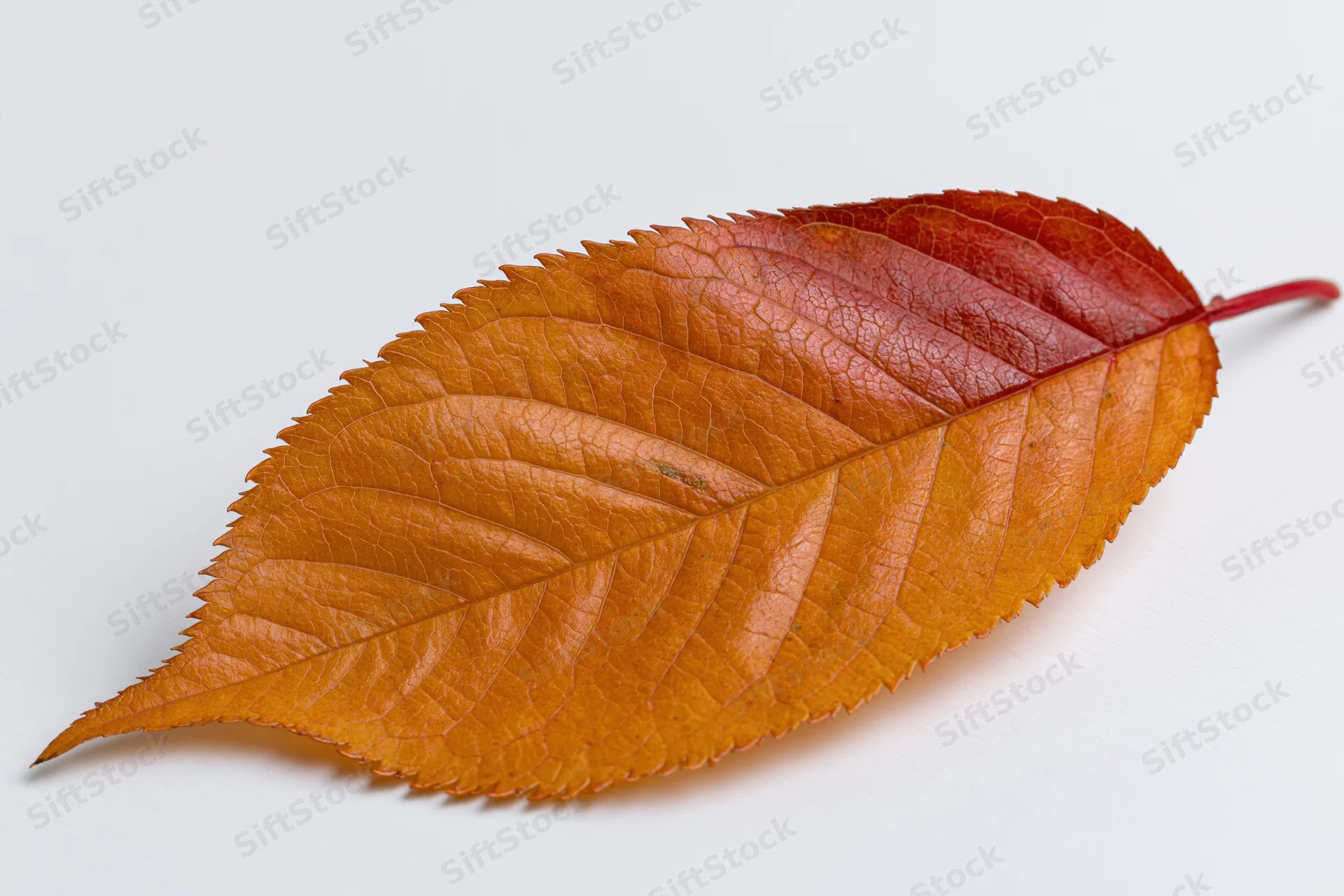 Autumn cherry tree leaf lying flat on white background