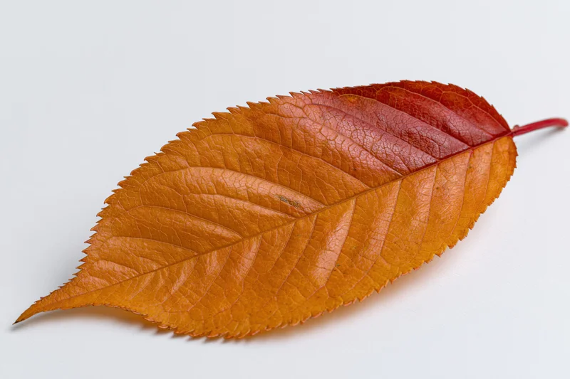 Autumn cherry tree leaf lying flat on white background