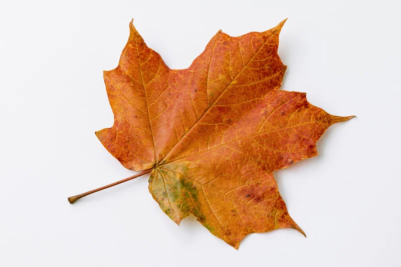 Single autumn maple leaf laid flat on white background