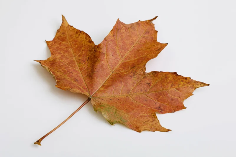 Dried maple leaf lying flat on white surface