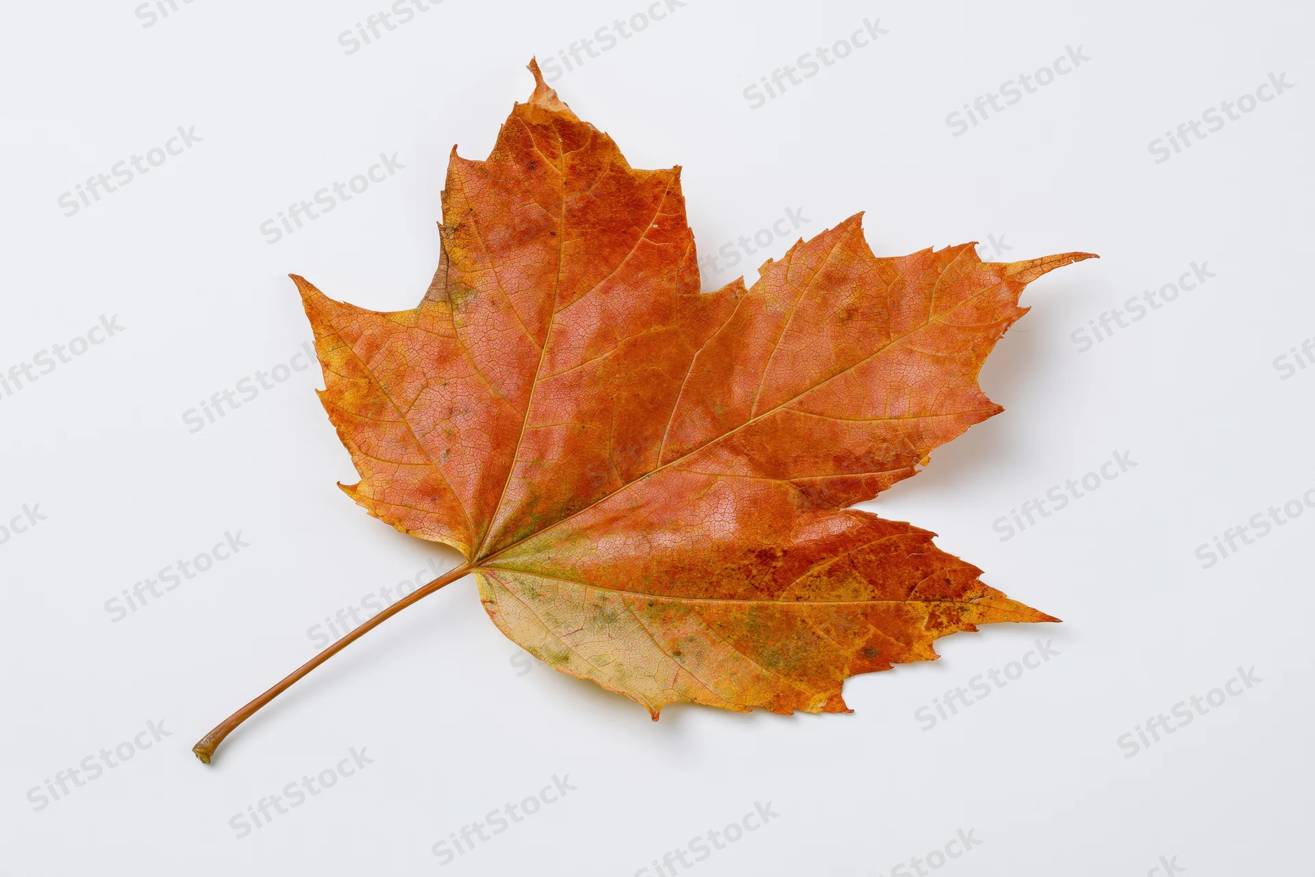 Dried maple leaf lying flat on white surface