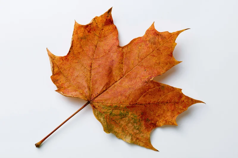 Dried maple leaf lying flat on white background