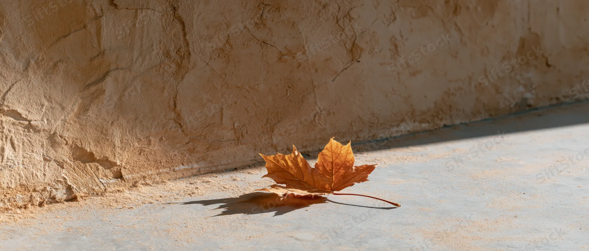 Dried maple leaf resting on concrete ground beside a stucco wall in sunlight