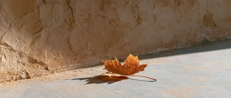 Dried maple leaf resting on concrete ground beside a stucco wall in sunlight