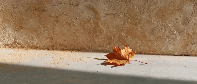Dried maple leaf resting on smooth concrete floor against textured wall in sunlight