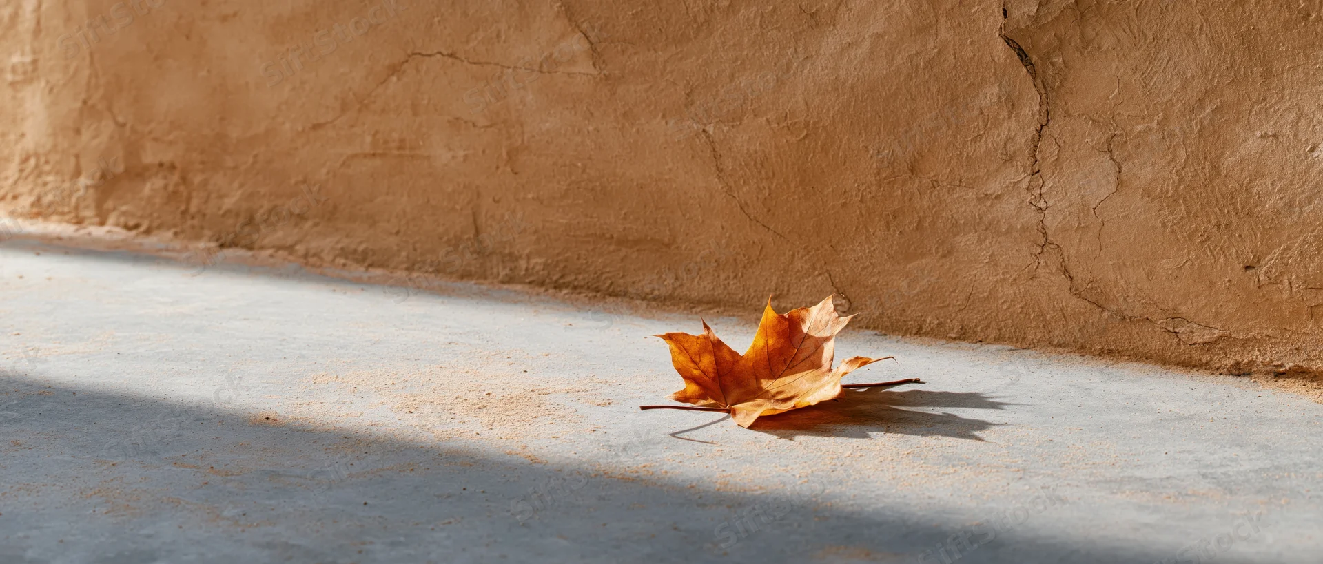 Dried maple leaf resting on concrete sidewalk beside a stucco wall in sunlight