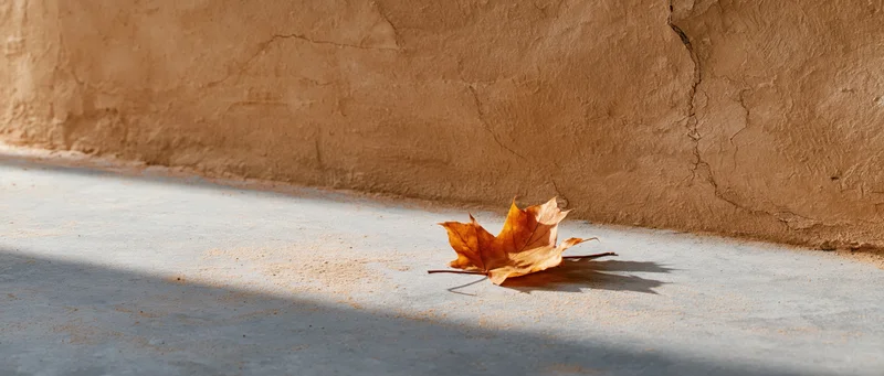 Dried maple leaf resting on concrete sidewalk beside a stucco wall in sunlight